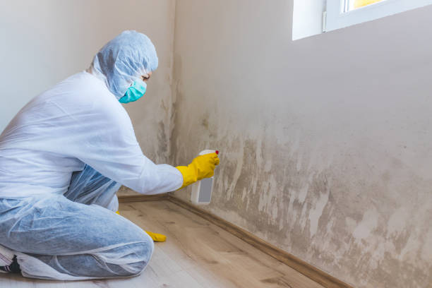 Mold Remediation specialist working in Dunedin